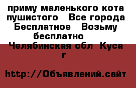 приму маленького кота пушистого - Все города Бесплатное » Возьму бесплатно   . Челябинская обл.,Куса г.
